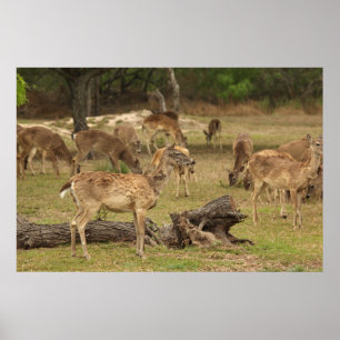 Póster Poster ciego de los ciervos