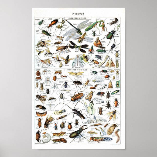 Póster Poster científico de insectos vintage y fallos (Frente)
