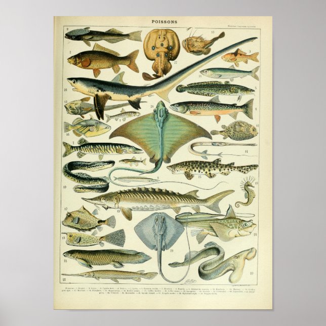 Póster Poster científico de peces marinos de origen anima (Frente)