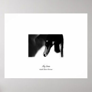 Póster Poster, cisne Bonito, blanco y negro, fotografía