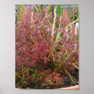 Póster Poster clasificado de la foto de Sundew (Drosera)