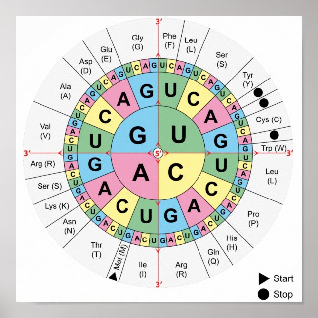 Póster Poster Codons Amino Ácidos Tabla Código Genético A (Frente)