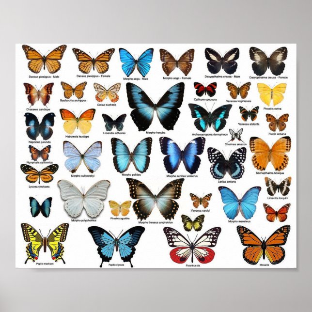 Póster Poster - Colección de mariposa 2 (Frente)