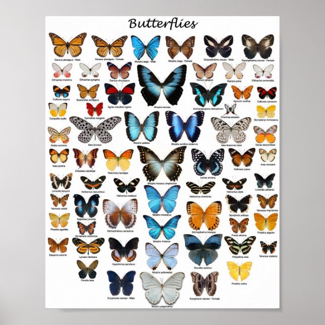 Póster Poster - Colección de mariposas (Frente)