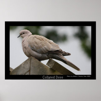 Póster Poster Collared Dove
