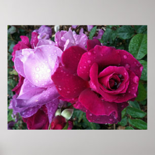 Póster Poster color de rosa púrpura