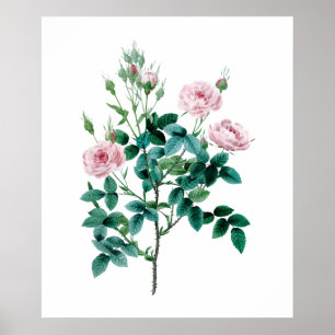 Póster Poster color de rosa rosado