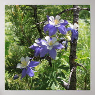 Póster Poster Colorado Columbine