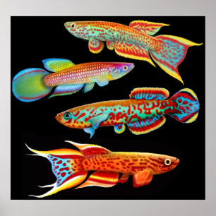 Póster Poster colorido de Killifish