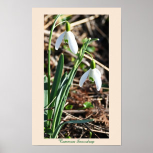 Póster Poster común de las flores de nieve