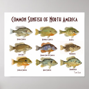 Póster Poster común de los peces solares