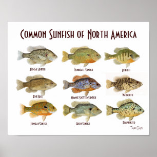 Póster Poster común del Sunfish