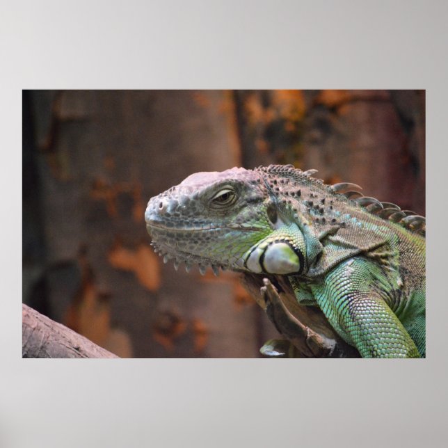 Póster Poster con colorida iguana (Frente)