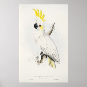 Póster Poster con cresta amarillo del Cockatoo