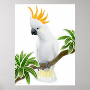 Póster Poster con cresta cítrico del Cockatoo