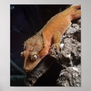 Póster Poster con cresta rojo del Gecko