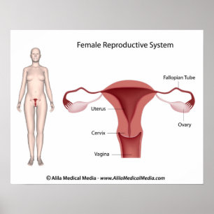 Póster Poster con etiqueta de sistema reproductivo femeni