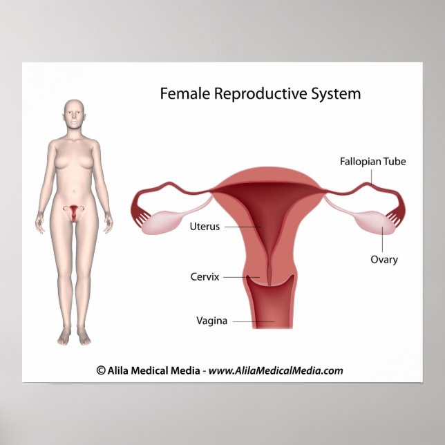 Póster Poster con etiqueta de sistema reproductivo femeni (Frente)