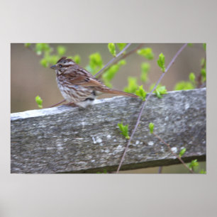 Póster Poster con orilla de pájaro