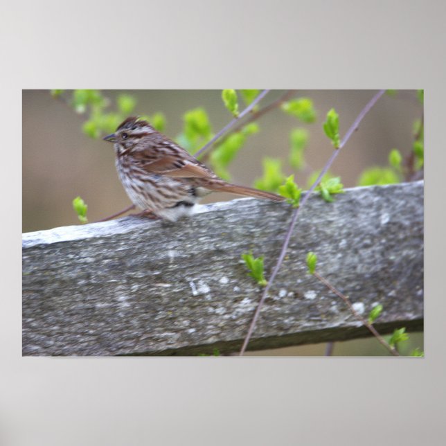 Póster Poster con orilla de pájaro (Frente)