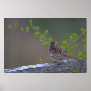 Póster Poster con orilla de pájaro