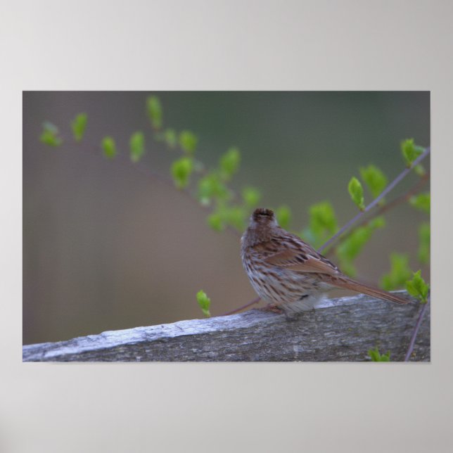 Póster Poster con orilla de pájaro (Frente)