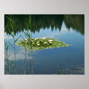 Póster Poster con una foto de flores de loto blancas