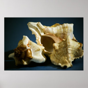 Póster Poster Conch 335