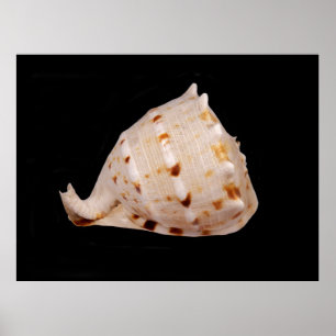 Póster Poster Conch Shell