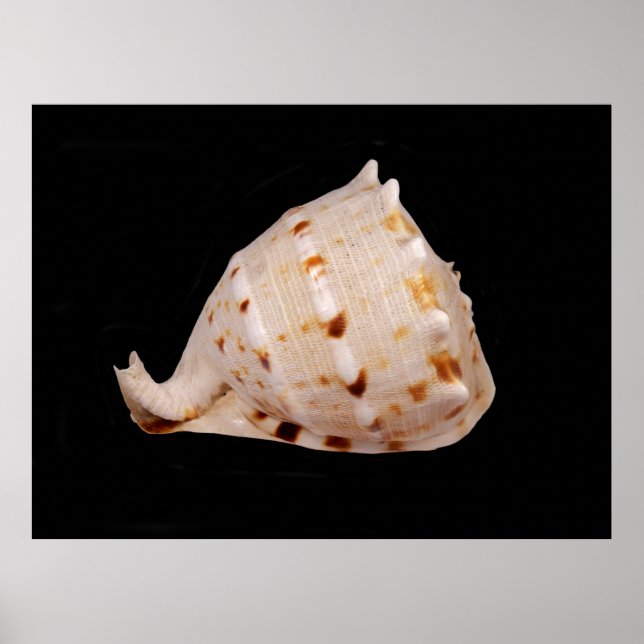Póster Poster Conch Shell (Frente)