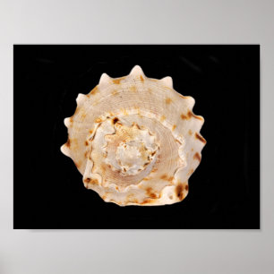 Póster Poster Conch Shell