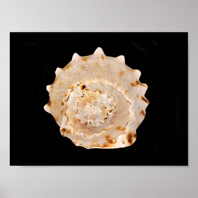 Póster Poster Conch Shell (Frente)