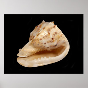 Póster Poster Conch Shell