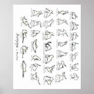 Póster Poster conejito de yoga