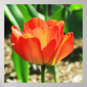 Póster Poster Coral Tulip Encantador