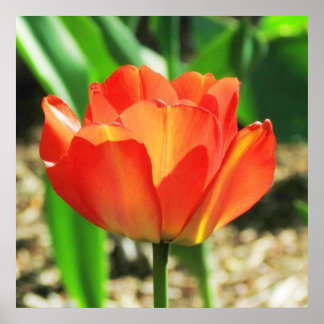 Póster Poster Coral Tulip Encantador