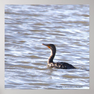 Póster Poster Cormorant de doble cresta