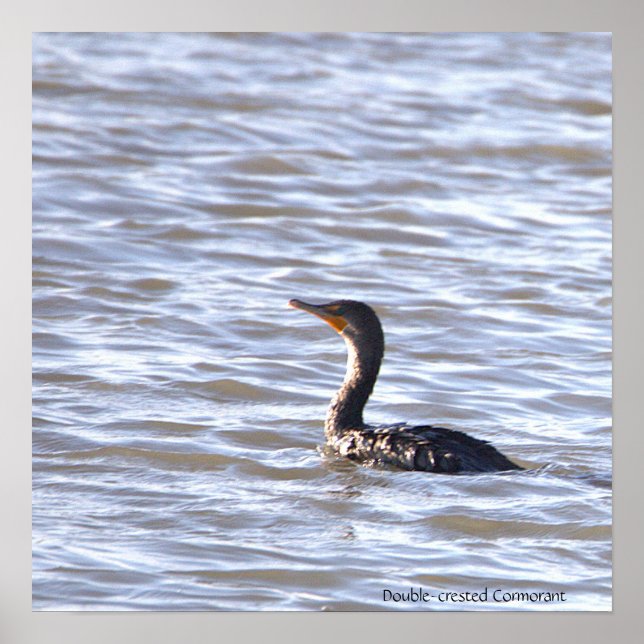 Póster Poster Cormorant de doble cresta (Frente)