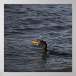 Póster Poster Cormorant de doble cresta