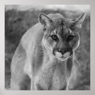 Póster Poster Cougar blanco y negro
