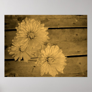 Póster Poster Country Daisies
