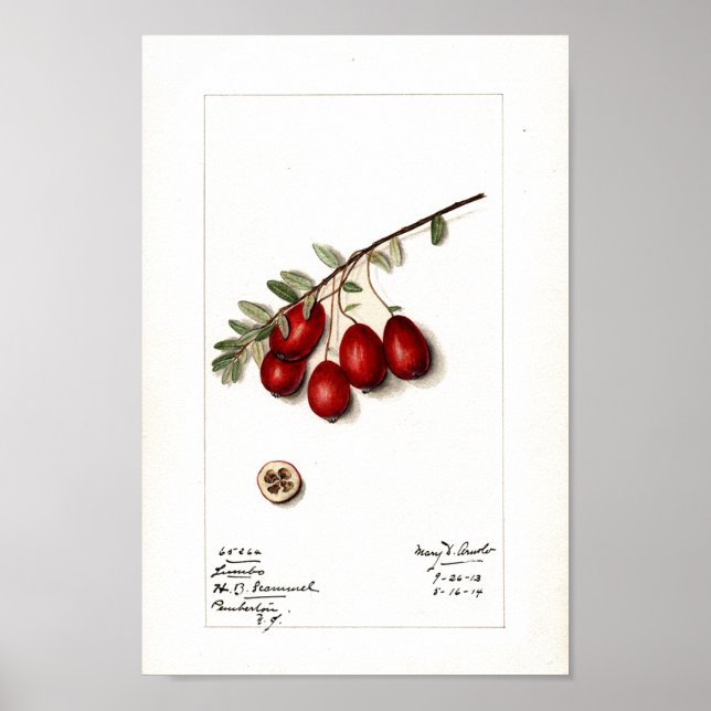 Póster Poster - Cranberries (Frente)