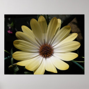 Póster Poster Cream African Rain Daisy