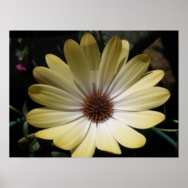 Póster Poster Cream African Rain Daisy (Frente)