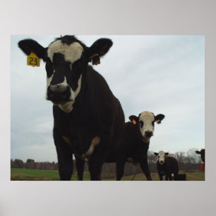 Póster Poster curioso de las vacas 2