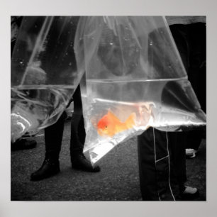 Póster Poster curioso de peces de colores / Imagen