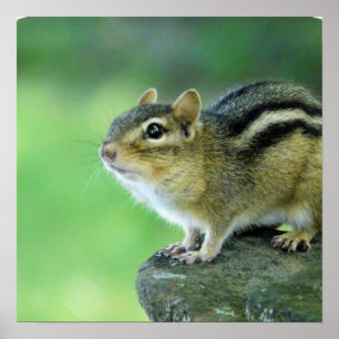 Póster Poster curioso del Chipmunk