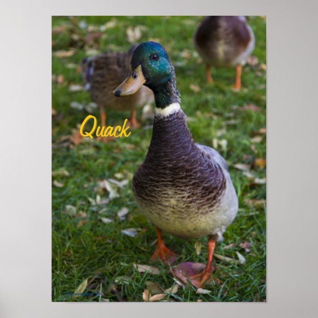 Póster Poster curioso del pato (Frente)