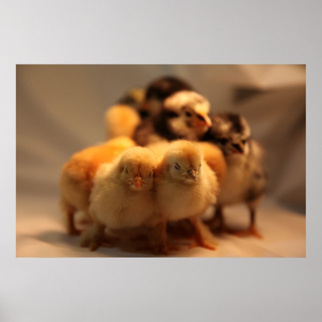 Póster Poster Cute Baby Chicks (Frente)