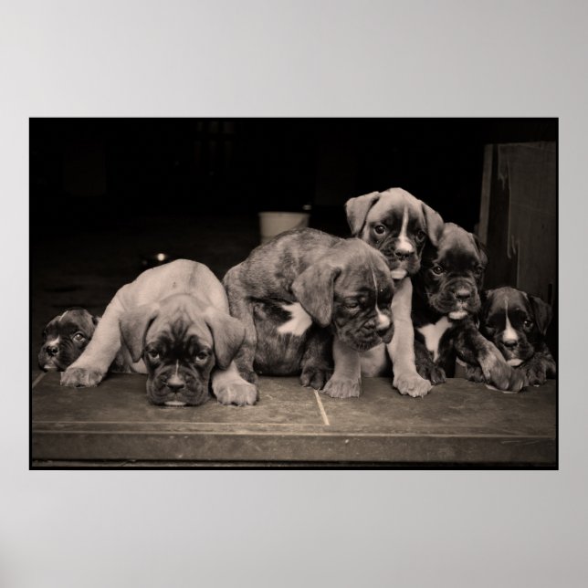 Póster Poster Cute Boxer Puppies (Frente)